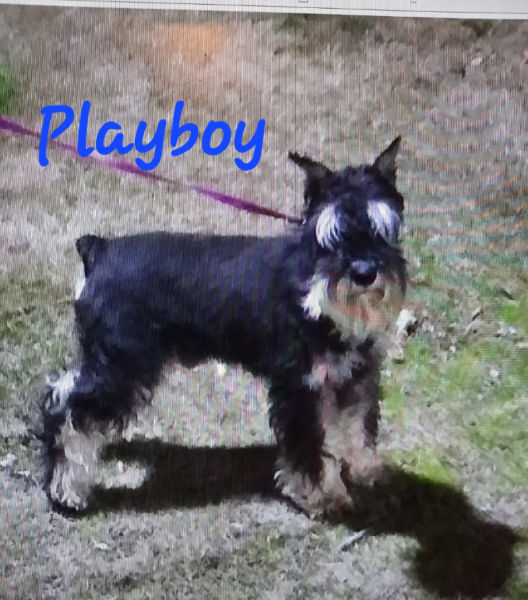 Playboy - Miniature Schnauzer