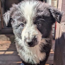 Cheshire - Panda female German Shepherd puppy in Olean, New York from F&B Kennels