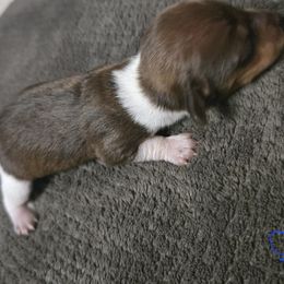 Male 1 - Piebald male Dachshund puppy in Broken Arrow, Oklahoma from Native Dachshunds