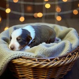 Hazel - Red tri-color female Australian Shepherd puppy in Statesville, North Carolina from Charming Australian Shepherds