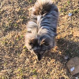 Indy - Pomeranian