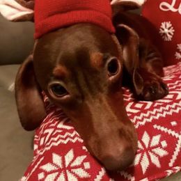 Roscoe  - Dachshund