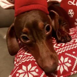 Roscoe  - Dachshund