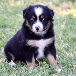 Sneezy - Black tri female Miniature Australian Shepherd puppy in Evant, Texas from Lazy VT Bar Ranch