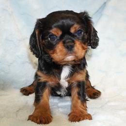 Romeo - Black and tan male Cavalier King Charles Spaniel puppy in Pleasant City, Ohio from cywood's ohio cavaliers