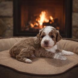 Orange collar boy - Apricot male Goldendoodle puppy in Inman, South Carolina from Mossy Doodles LLC