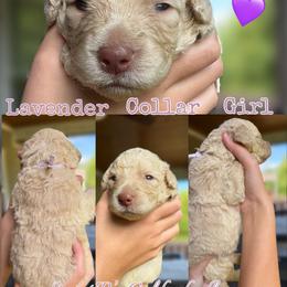 Lavender Collar - Cream female Goldendoodle puppy in Ringgold, Georgia from Sweet B’s Goldendoodles
