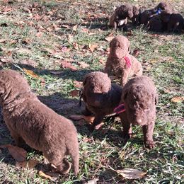 Pink - Brown female Chesapeake Bay Retriever puppy in Michigan from Blackwood Chesapeakes
