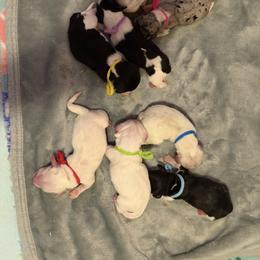 Boy 1 - Dapple male Dachshund puppy in Jacksonville, Florida from Little Lords & Ladies Dachshunds