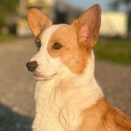 Luxe - Pembroke Welsh Corgi