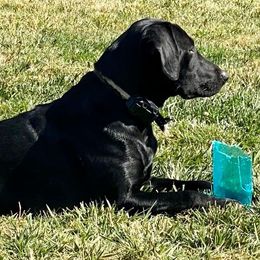 Labrador Retrievers from Table Rock Retrievers