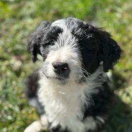 Bowie - Black and white female Aussiedoodle puppy in Kensington, Ohio from Hickory Hideaway Doodles