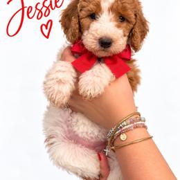 Jessie(Red) - Parti female Poodle puppy in Stuart Fl, Florida from Lincoln & Lady Co.