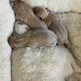 Boy1 - Lilac male Shih Tzu puppy in Georgia from Chinx Puppy Songs