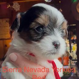 Red - Parti female Yorkshire Terrier puppy in South Lake Tahoe, California from Sierra Nevada Yorkies