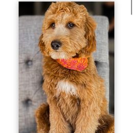 Stella - Goldendoodle
