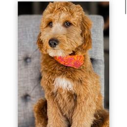 Stella - Goldendoodle