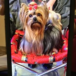 Ava - Yorkshire Terrier