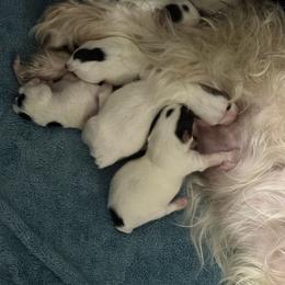 Yorkshire Terrier Puppies from Cristy’s Yorkies