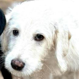 Jinx- Neon Green Collar - Cream male Assorted Doodle Crosses puppy in Norfolk, Virginia from Móraí’s Doodles