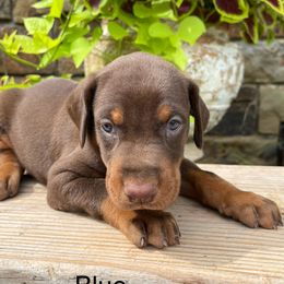 Ranger - Red and rust male Doberman Pinscher puppy in Boyd, Texas from Team Feem Breeders