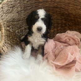 Bernedoodle Puppies from Timber Trail Bernedoodles RI