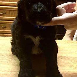 Boy 1 - Black Poodle puppy in Onalaska, Washington from Dusty Rose Standard Poodles