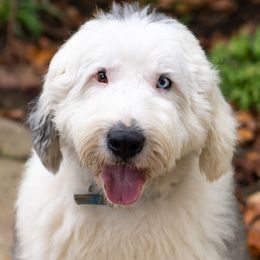 Huck - Old English Sheepdog