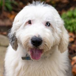 Huck - Old English Sheepdog