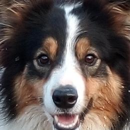 Border Collies from Stirling bridge Border Collies