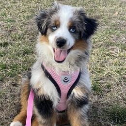 Tinsel - Toy Australian Shepherd