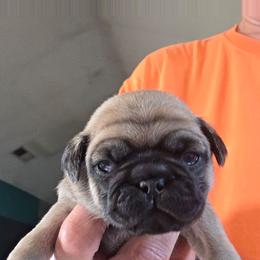 Twix - Fawn male Pug puppy in Madera, California from Hills Pugs