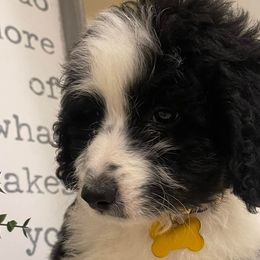 Old English Sheepdogs and Sheepadoodles from Sheepdogs of Summer Ridge