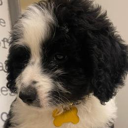 Old English Sheepdogs and Sheepadoodles from Sheepdogs of Summer Ridge