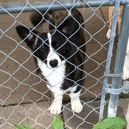 Kelly - Cardigan Welsh Corgi
