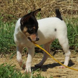 Joey - Toy Fox Terrier