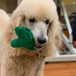 Poodles from KB Blue Sky Farm