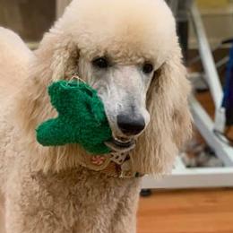 Poodles from KB Blue Sky Farm