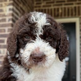 Captain - Parti male Goldendoodle puppy in Mc Kinney, Texas from Flair Doodles