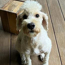 Zaza - Goldendoodle