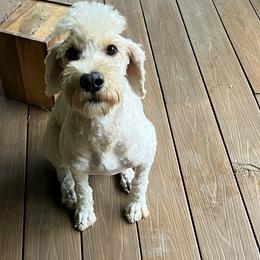Zaza - Goldendoodle