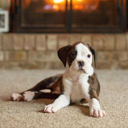 Fancy - Brindle female Boxer puppy in Georgia from Stephanie’s Boxers