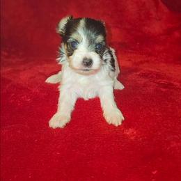 Yorkshire Terrier puppies from J Designer Puppies