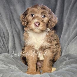 Aussiedoodle, Bernedoodle, Cockapoo, Miniature Australian Shepherd, Poodle, and Sheepadoodle Puppies from Jam's Doodles And Poodles