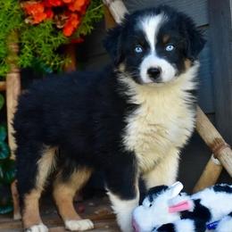 Reece - Black tri-color male Australian Shepherd puppy in Prineville, Oregon from KC’s Aussies
