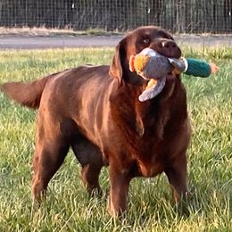 Josie - Labrador Retriever