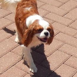 Frankie - Cavalier King Charles Spaniel