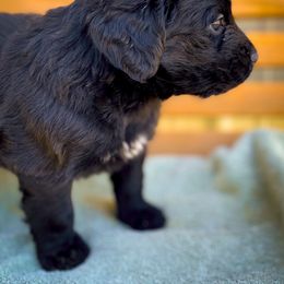 Bernedoodle and Siberian Husky Puppies from Timberline Paws