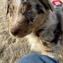 Titan - Red merle male Australian Shepherd puppy in West Union, Iowa from Boundless Hearts Australian Shepherds LLC