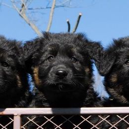 German Shepherds from Crooked River German Shepherds